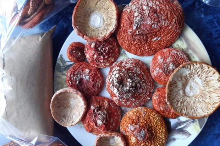 Продажа сушеного мухомора 1 сорта- фото № 1