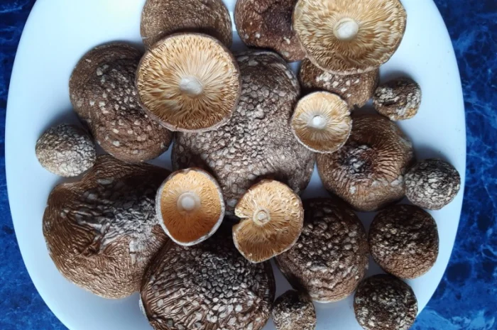 Продажа сушеного мухомора 1 сорта- фото № 2