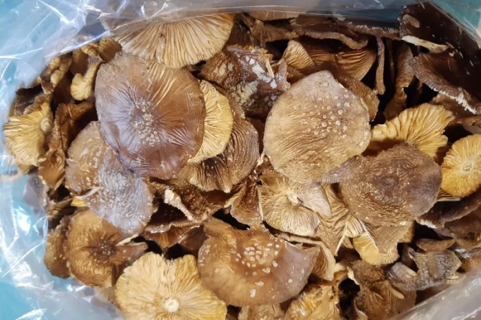 АКЦІЯ+10/.Продам пантерний 2024 року врожай- фото № 2