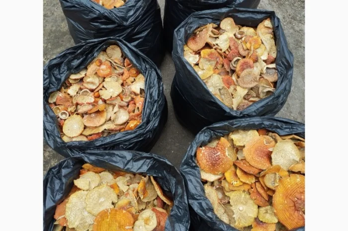 Сушені капелюшки мухомора червоний- фото № 1