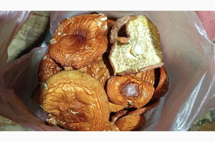 Сушені червоні мухомори на продаж, врожай 2024 року- фото № 1