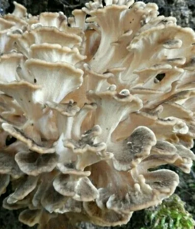 Продаю сушений гриб майтаке- фото № 1