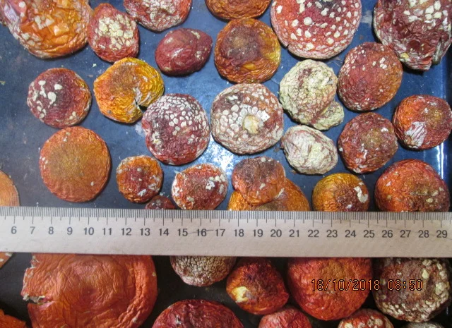 Мухомор красный Amanita muscaria- фото № 9