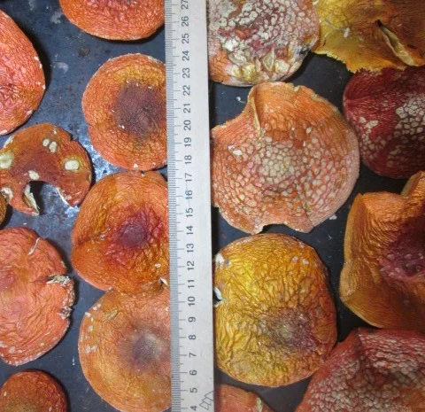 Мухомор красный Amanita muscaria- фото № 8