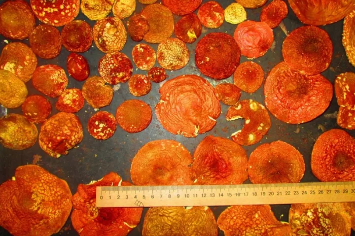 Мухомор красный Amanita muscaria- фото № 7