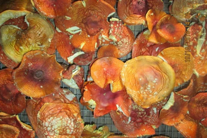 Мухомор красный Amanita muscaria- фото № 6