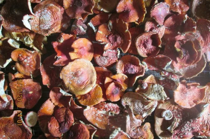 Мухомор красный Amanita muscaria- фото № 5