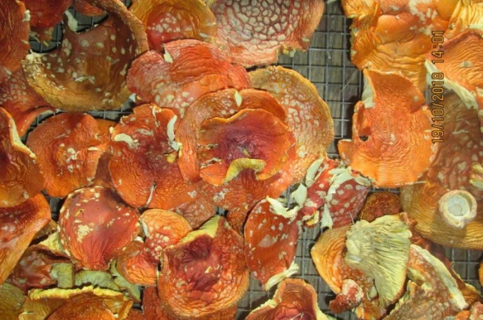 Мухомор красный Amanita muscaria- фото № 4