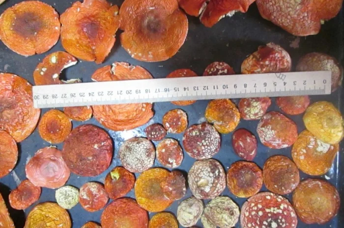 Мухомор красный Amanita muscaria- фото № 3