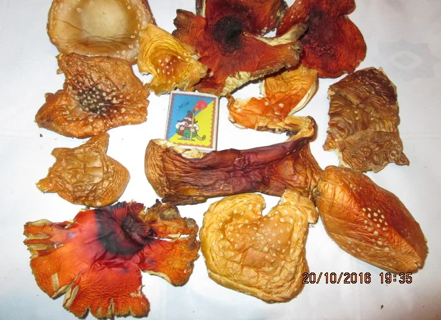 Мухомор красный Amanita muscaria- фото № 18