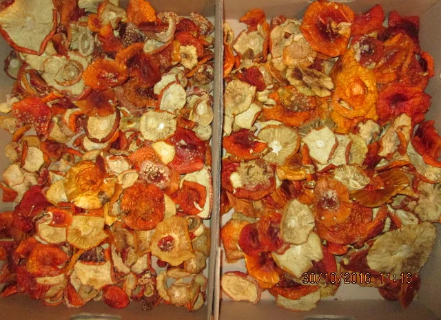 Мухомор красный Amanita muscaria- фото № 16