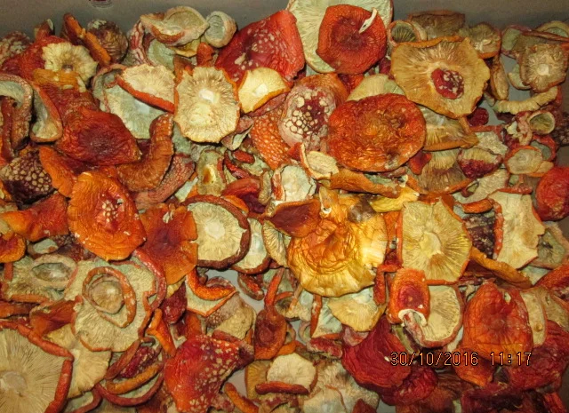 Мухомор красный Amanita muscaria- фото № 15