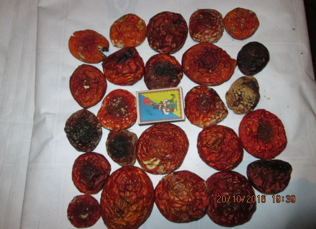 Мухомор красный Amanita muscaria- фото № 14