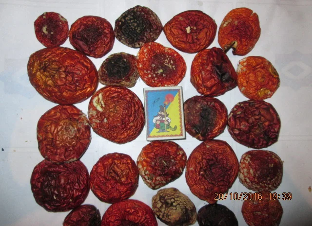 Мухомор красный Amanita muscaria- фото № 13