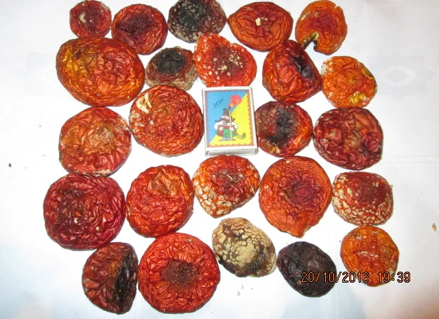 Мухомор красный Amanita muscaria- фото № 12