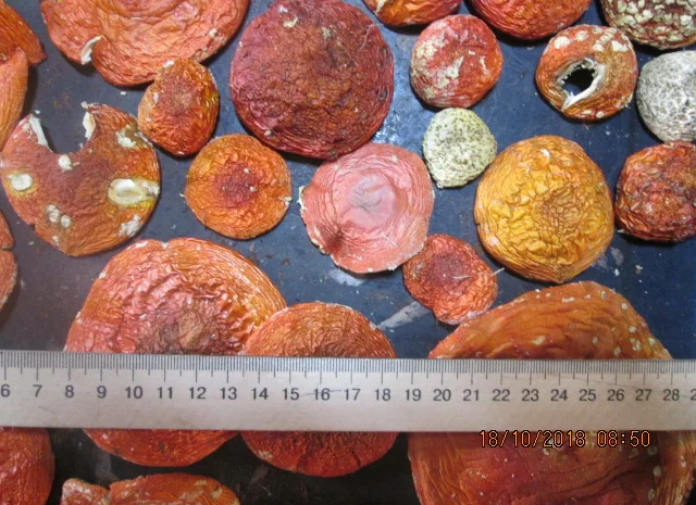 Мухомор красный Amanita muscaria- фото № 11