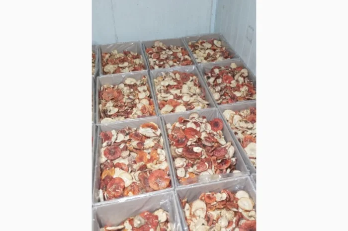 Продам мухомор, сухий карпатський- фото № 1