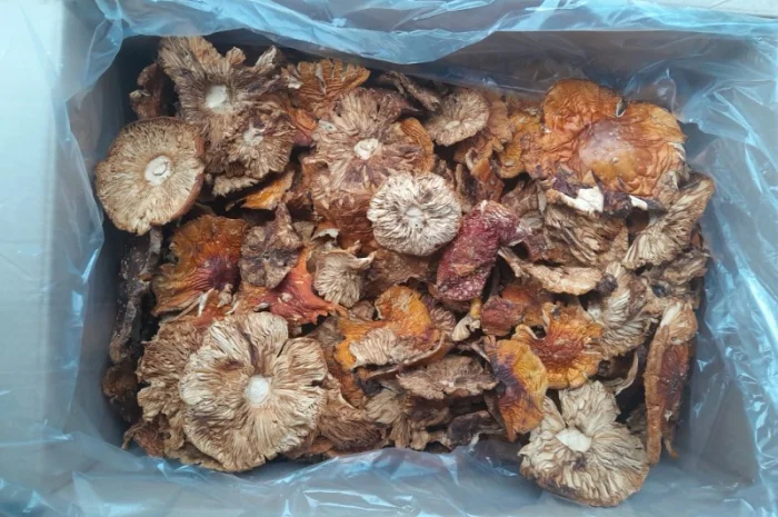 Продаю мухомор карпати оптом- фото № 1