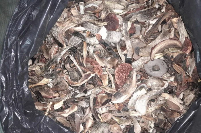 Гриби підберезник- фото № 1