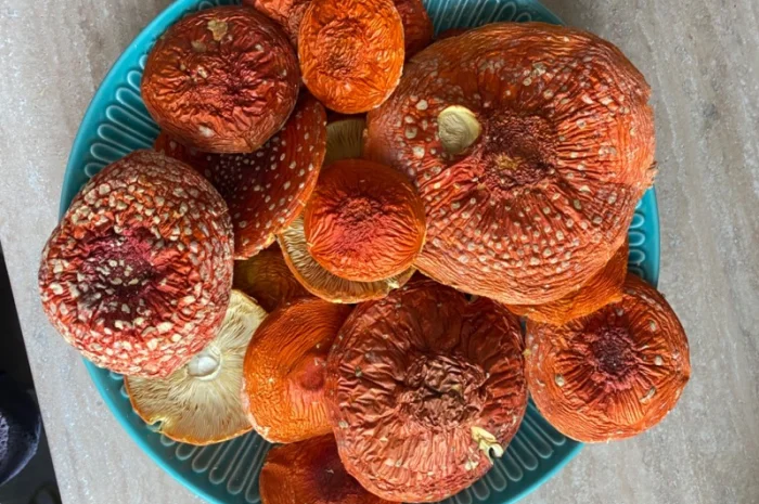 Мухомор червоний сушений- фото № 1