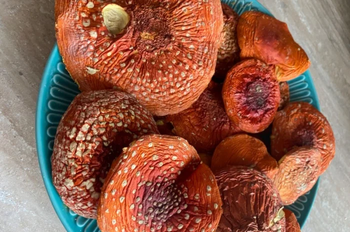 Мухомор червоний сушений- фото № 2