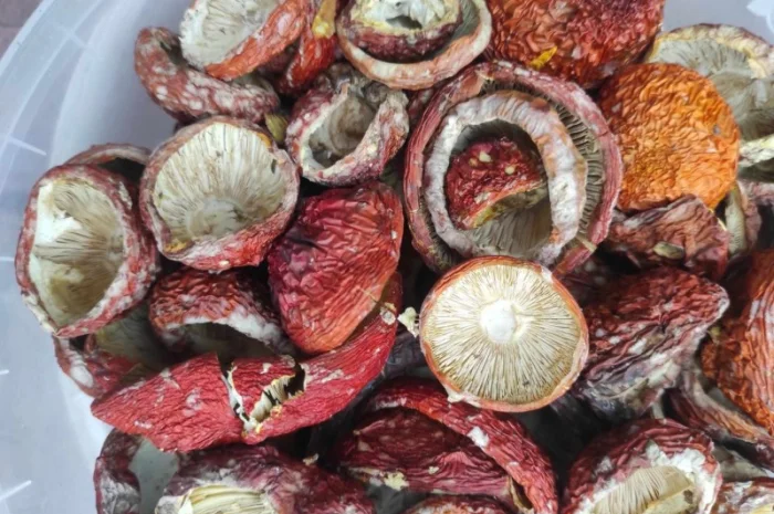 Червоний мухомор на продаж- фото № 1