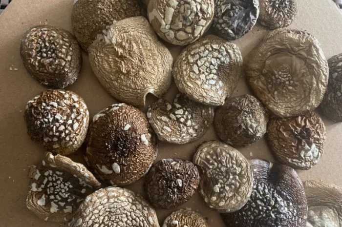 Продажа пантерного мухомора- фото № 1