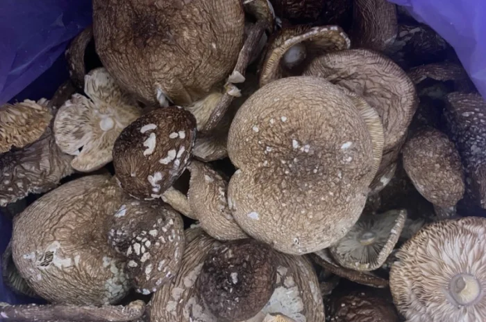 Продажа пантерного мухомора- фото № 2