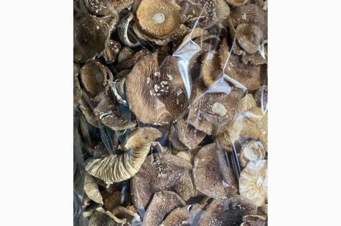 Продажа пантерного мухомора- фото № 4