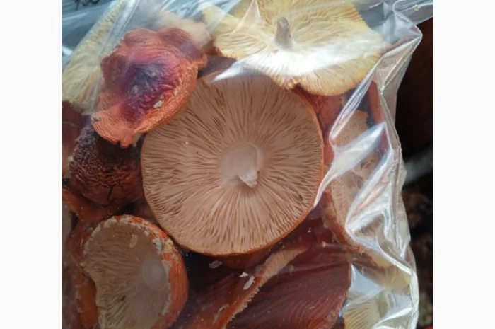 Шляпки червоного мухомора на продаж- фото № 2