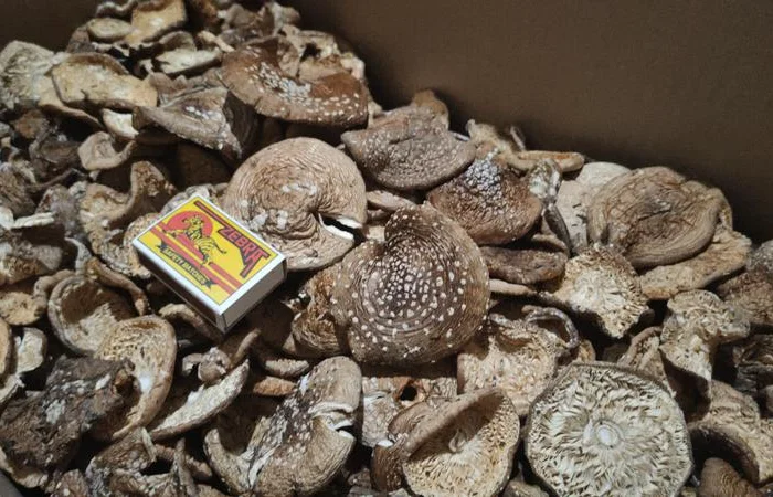 Мухомор пантерный королевский сухой 30 грн- фото № 1