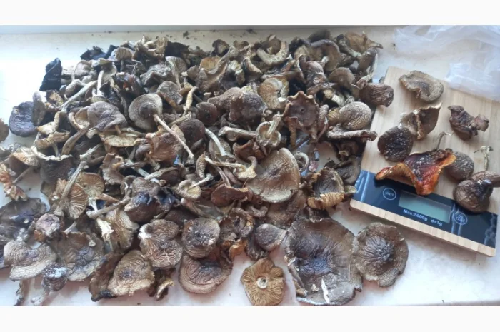 Мухомор пантерный королевский сухой 30 грн- фото № 3