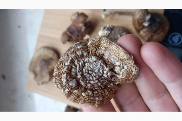 Мухомор пантерный королевский сухой 30 грн- фото № 5