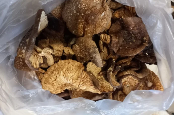 Мухомор пантерный королевский сухой 30 грн- фото № 6