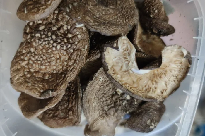 Мухомор пантерный королевский сухой 30 грн- фото № 7