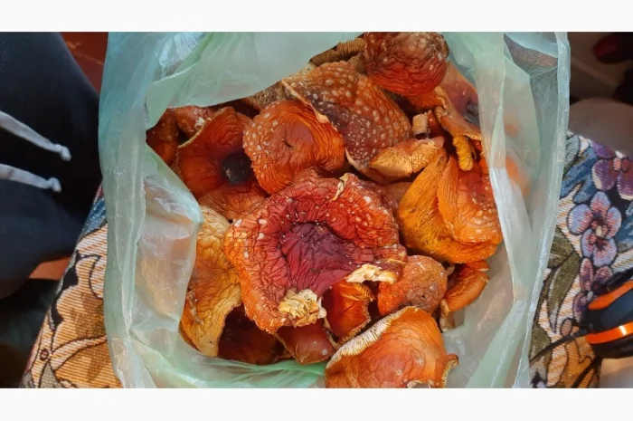 Мухомор сушеный красный 6 грн за грамм- фото № 2