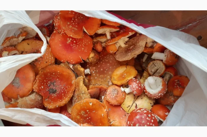 Мухомор сушеный красный 6 грн за грамм- фото № 4