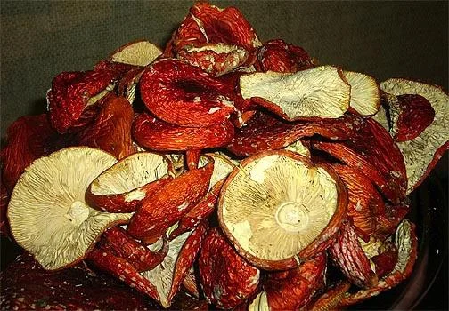 Мухомор сушеный красный 6 грн за грамм- фото № 12