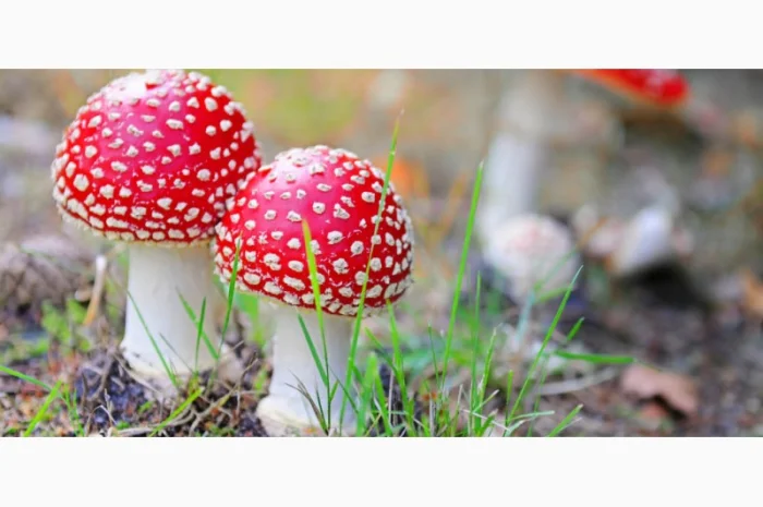 Мухомор сушеный красный 6 грн за грамм- фото № 10