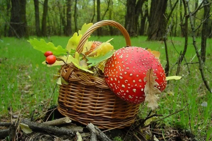 Мухомор сушеный красный 6 грн за грамм- фото № 11