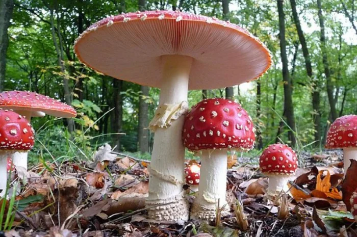Мухомор сушеный красный 6 грн за грамм- фото № 1