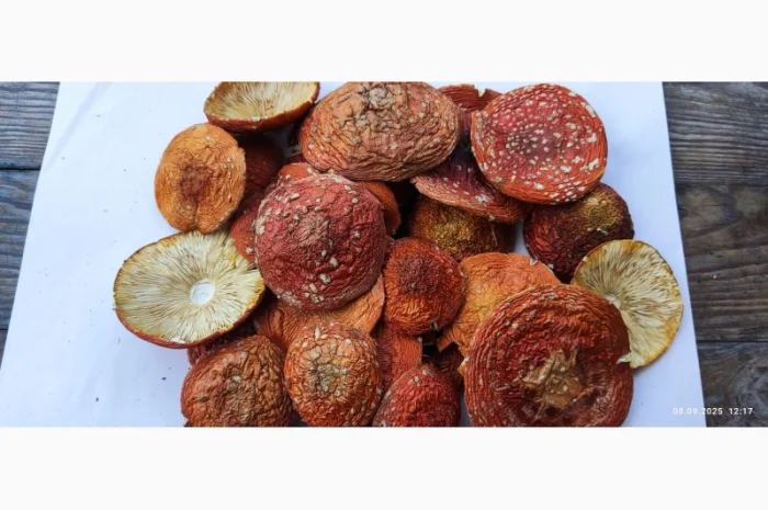 Продаю мухомор свежий сбор 25го года- фото № 1