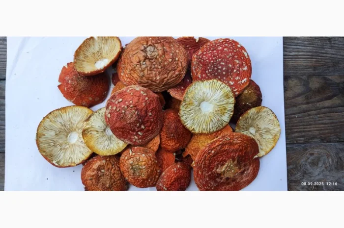 Продаю мухомор свежий сбор 25го года- фото № 2