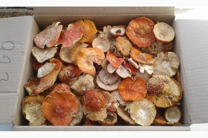 Мухомор сушеный 2023 год- фото № 1