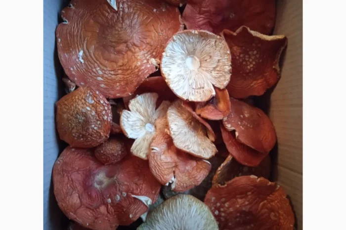 Мухомор сушений, цілі шляпки червоного мухомора- фото № 3