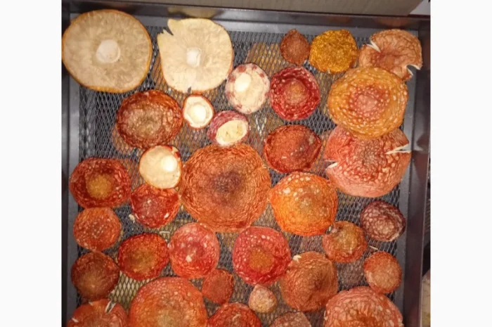 Мухомор сушений, цілі шляпки червоного мухомора- фото № 4