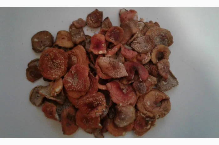 Мухомор сушеный 2023 год- фото № 3