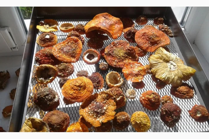 Мухомор сушеный 2023 год- фото № 4