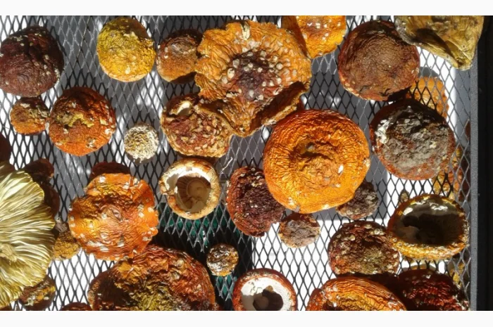 Мухомор сушеный 2023 год- фото № 5