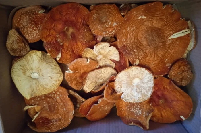 Мухомор сушений, цілі шляпки червоного мухомора- фото № 2